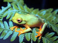 Litoria gracilenta