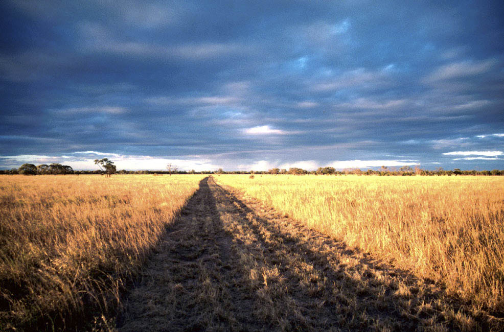 Mitchell_grass_Moorinya_road_landscape