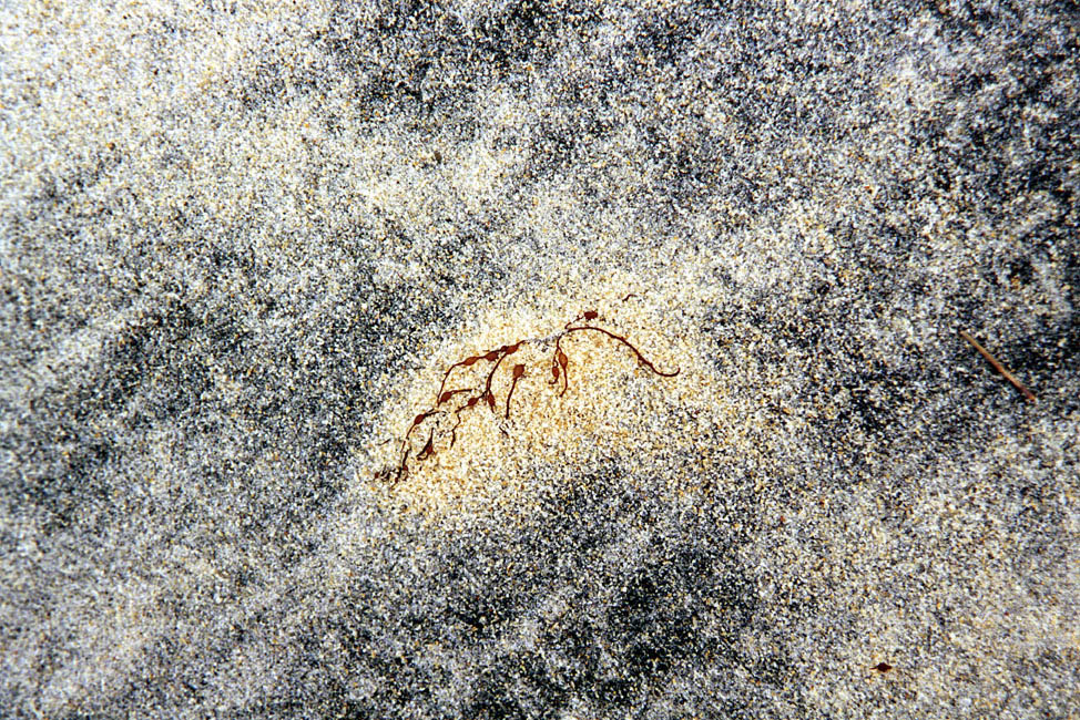 abstract_closeup_beach_sargassum_hinchinbrook_cn000513