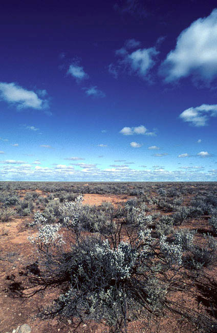 landscape_nullarbor_cook_south_australia_saltbush_n001008