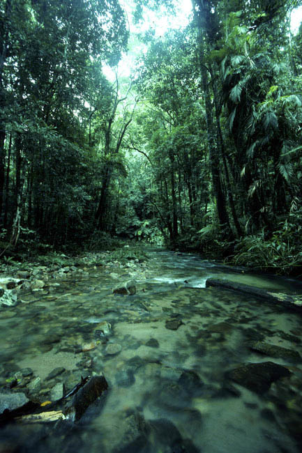 landscape_rainforest_paluma_teaching_stream